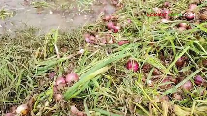 एका एकरातील कांदा पाण्यावर तरंगला_1