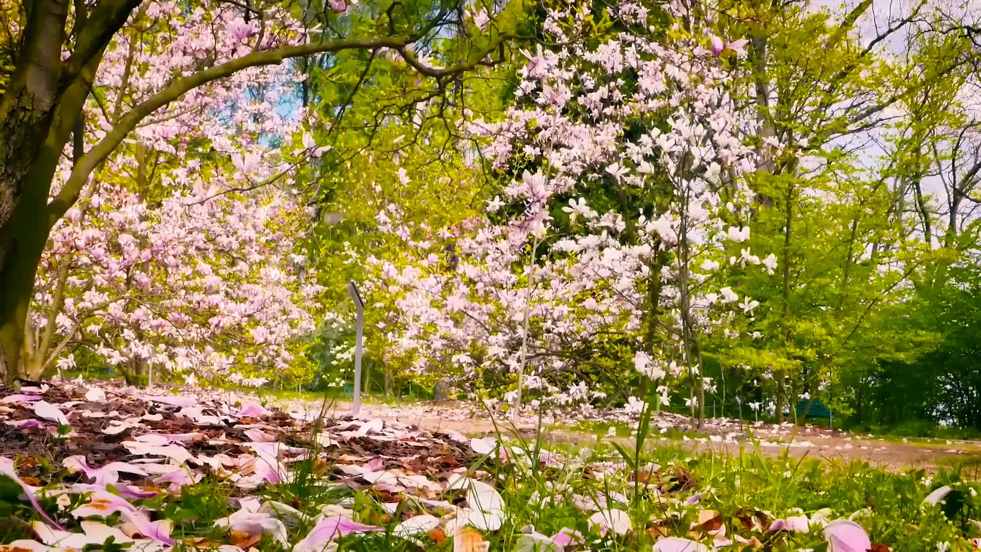 ⁣HD flower video _ Amazing nature _ Free HD videos