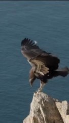 Eagle Takes off vertically