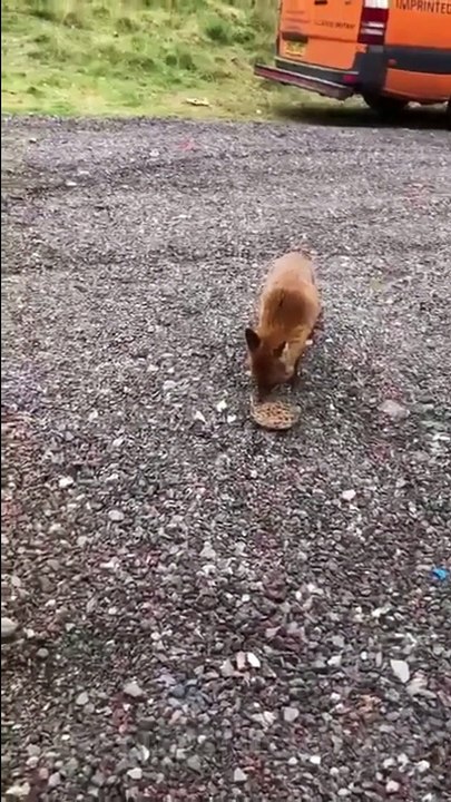 Coyote Funny Video #1 (10-22-2024)