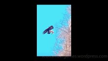Eagle Funny Video #1 (10-22-2024)
