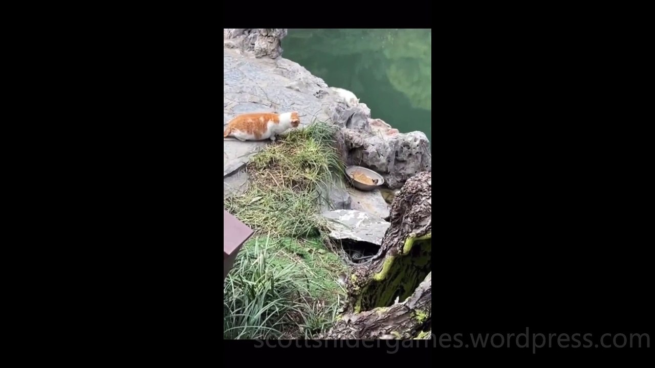 Cat Funny Video #11 (10-22-2024)