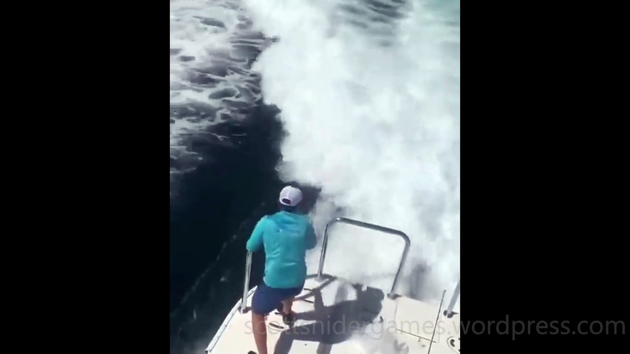 Dolphin Funny Video #1 (10-22-2024)