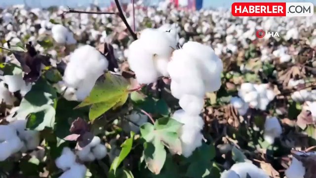 Denizli'de Pamuk Hasadı Başladı, 58 Bin Ton Ürün Bekleniyor