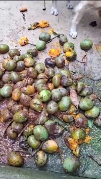 Animais vítimas de maus-tratos são resgatados em operação no Gama