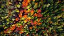 Una magia di immagini e colori: il foliage in val di Non ?dipinto? dal drone ? uno spettacolo unico