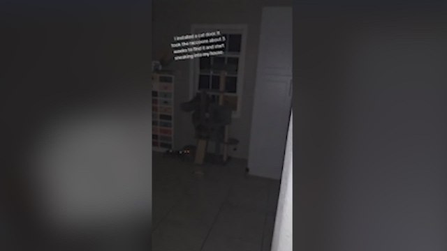 Instala una pequeña puerta para sus gatos y se ve invadida por animales inesperados