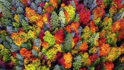 Il foliage in val di Non ? uno spettacolo: una tavolozza di colori ripresa dal drone