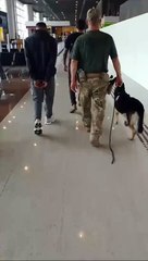 Prisão por tráfico de drogas em cápsulas no aparelho digestivo aumenta 251%