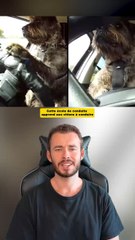 Cette école apprend aux chiens à conduire 