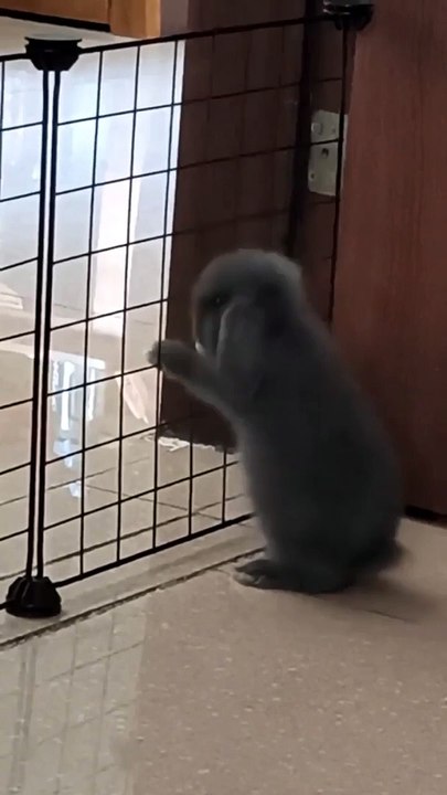 bunny squished by fence