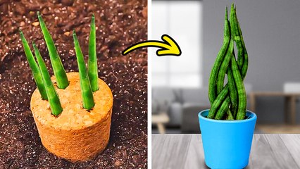 Transform Your Space: Easy Indoor Gardening Hacks for Beginners ☘