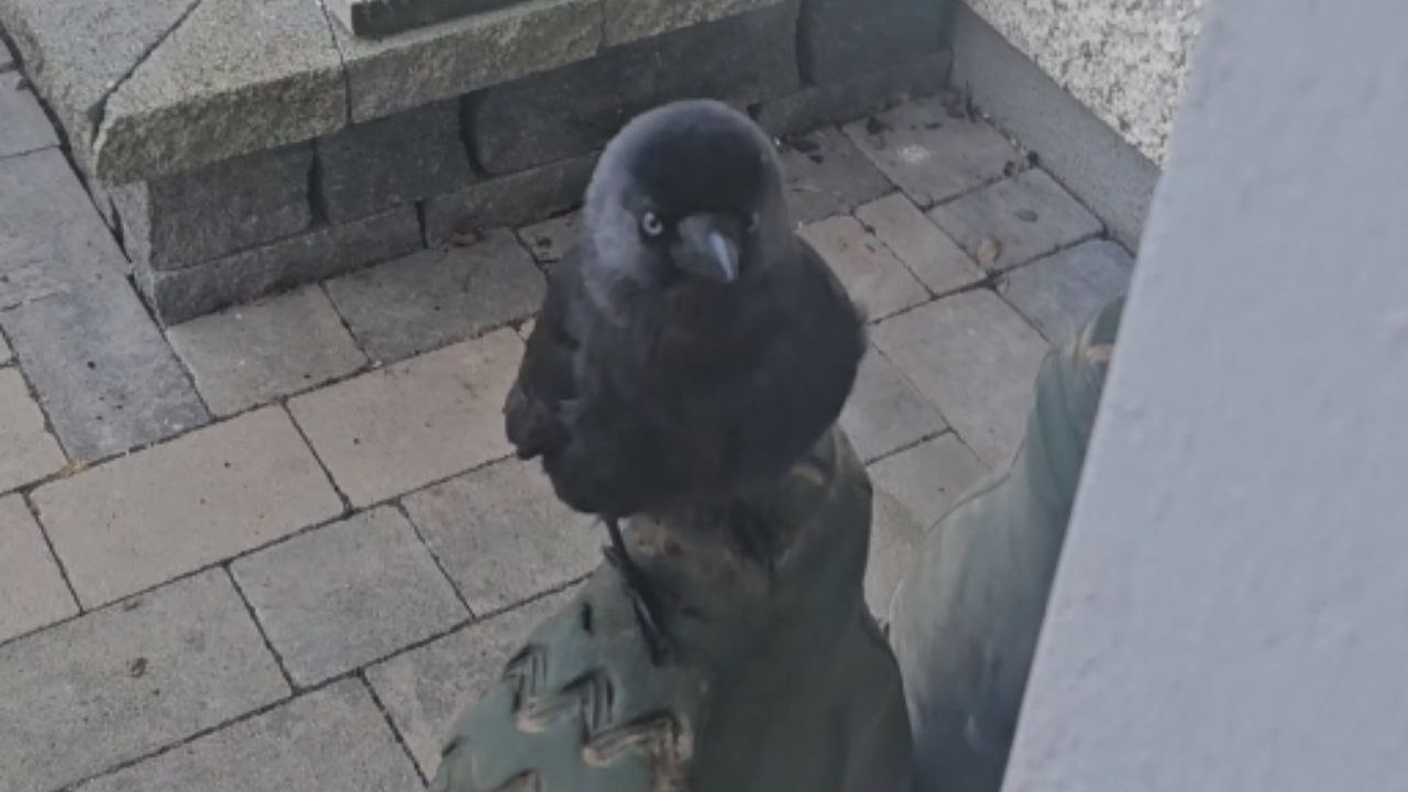 Heartwarming moment as rescued crow enjoys breakfast with family that raised her
