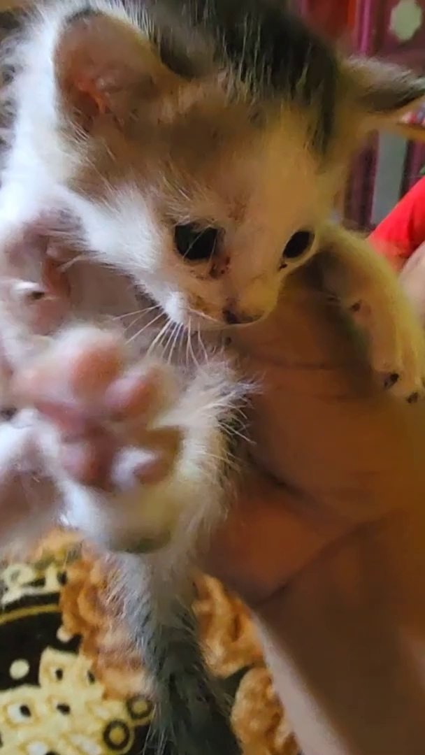 ⁣New Born Kitten Care Autumn  #tamil #shorts #cat #kitten #kittencare #shortsvideo #song