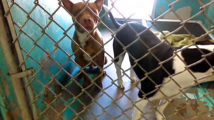 Old film❤️~15 Adopted Kids from HSSAZ shelter❤️DakotaGimliHypothesisJesseCornellFrodoFiona... 3 10209184474797003