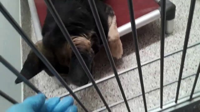 Old film❤️Soleo 7y A728002 Kennel 137 PACC shelter red medical +❤️2-27-2021Fostered8-18-2021 202231