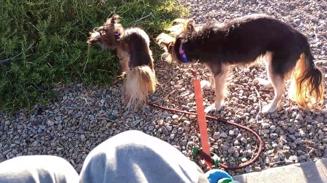 Ozzyta Villanova Paco walking during day. Didn't see any people, doggies. Nights are getting cold VID_20241019_164138935