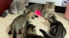 Funny cats play with light #fyp #paris #foryou #dailymotionteam