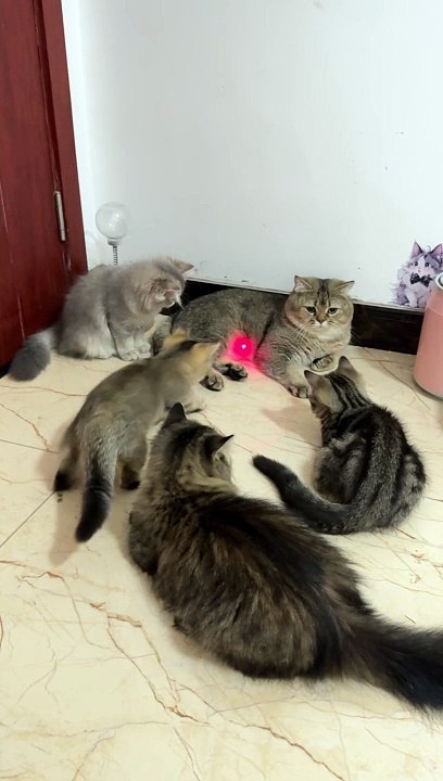 Funny cats play with light #fyp #paris #foryou #dailymotionteam