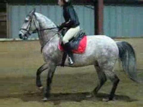 Sonho aux appuyers au galop à droite