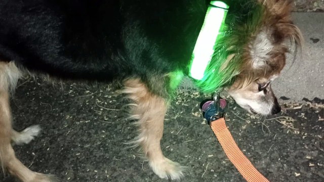 Ozzyta Villanova Paco; found if I loop 2 times Villanova's green collar it fits ~ok. Less tripping VID_20241021_182400014