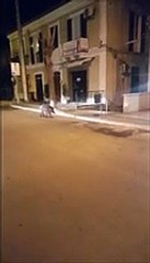 Chieti: cinghiale a spasso in zona Sant'Anna