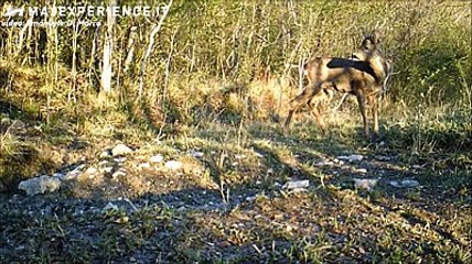 Gli animali d'Abruzzo nei giorni del Covid-19