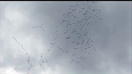 Il fantastico volo delle gru in Abruzzo=