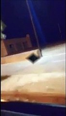 Cinghiale a spasso sul lungomare