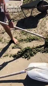 L'invasione delle alghe sulla spiaggia: tutti a raccoglierle
