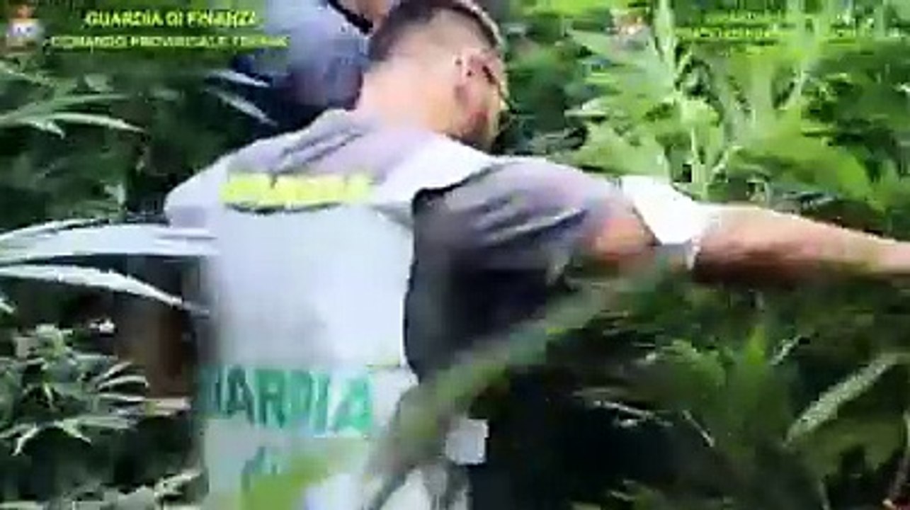 Piante di marijuana alte 2,5 metri, la Finanza le scopre e le sradica tutte
