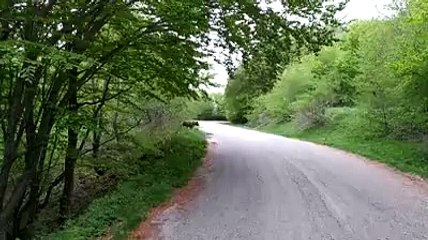 Ecco l'orso del Voltigno: "Questa ? la prova che possiamo dire che esiste"