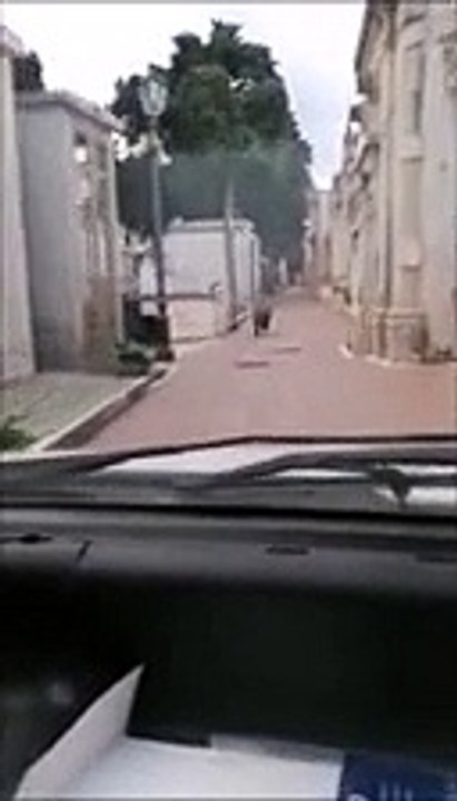 Cinghiali a Chieti, il video delle polemiche con l'inseguimento nel cimitero: "Lo metto sotto, lo metto sotto!"