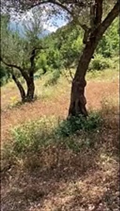 Convivere con l'orso si pu?