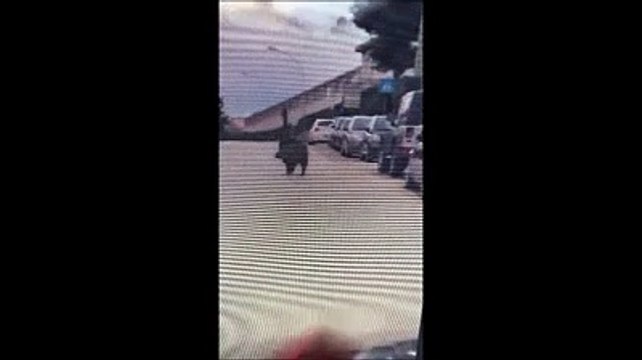 Il cinghiale a Chieti, entra in un bar e sfreccia per le strade prima di arrivare al cimitero: E' grandissimo!