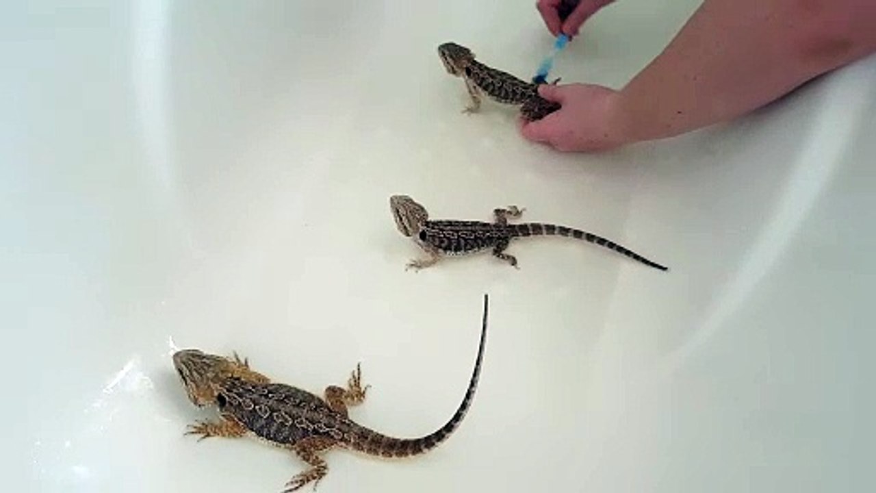 Baby Bearded Dragon Bath Time!
