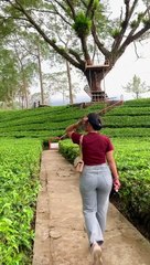 wisata kebun teh tambi Wonosobo Jawa Tengah