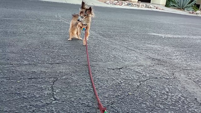 Villanova walks to mailbox. She's using weak front right leg. I nudge but never force her to use VID_20241015_173639515