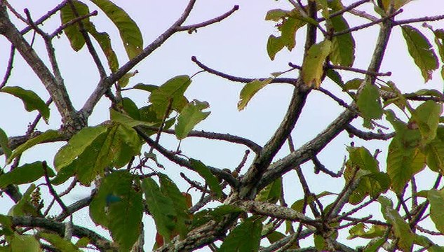 Sunrise Earth - Peruvian Rainforest Canopy