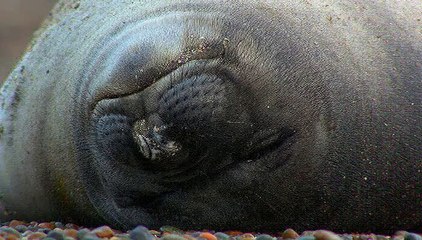 Sunrise Earth - Argentinian Seal Pups