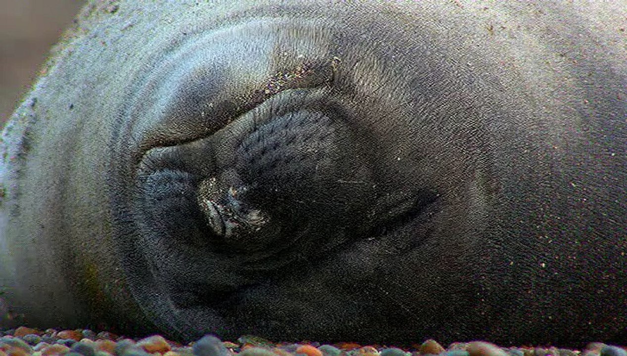 Sunrise Earth - Argentinian Seal Pups