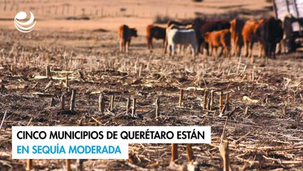 Cinco municipios de Querétaro están en sequía moderada