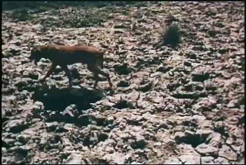 The Legend of Two Gypsy Dogs | movie | 1964 | Official Trailer