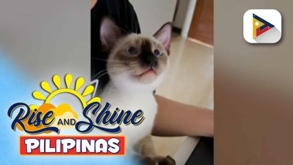 Download Video: Pets Day | Trending and charming cat na si Tofu, ating kilalanin!