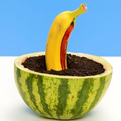 Don't throw leftovers away! Turn them into blossoming garden on your windowsill!