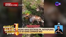 Mga pusa, tinititigan ang mga grupo ng aso | Dapat Alam Mo!