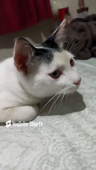 Acostado en la cama descansando el gato pernanca bien agusto #shorts #animal #mascota #felino #pet
