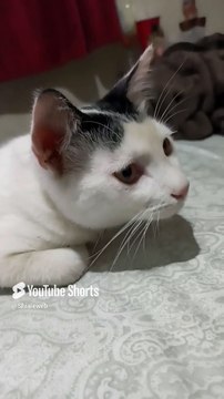 Acostado en la cama descansando el gato pernanca bien agusto #shorts #animal #mascota #felino #pet