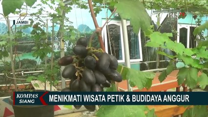 Ide Destinasi Wisata di Jambi, Sensasi Petik & Budidaya Anggur di Kebun Anggur Bang Raden Nursery