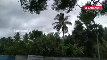 மின்னல் தாக்கியதில் பற்றி எரிந்த தென்னை மரம்